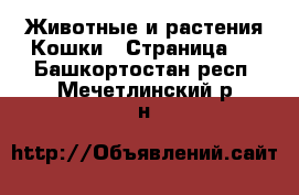 Животные и растения Кошки - Страница 3 . Башкортостан респ.,Мечетлинский р-н